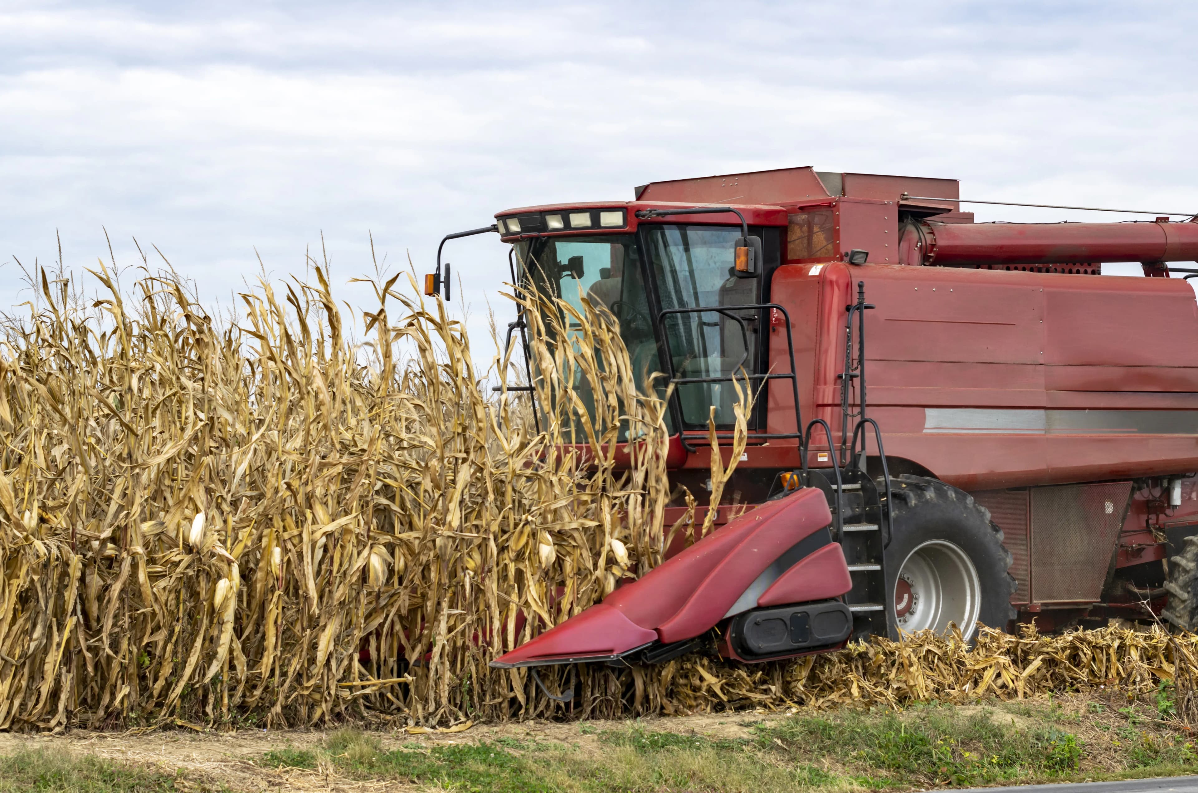 Rescata sector agropecuario economía nacional pese a crisis en maíz